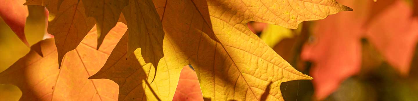 insight featured image